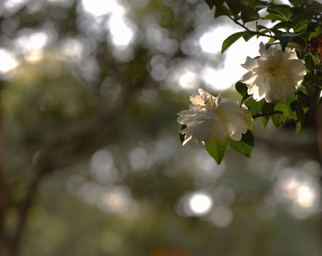 山茶花