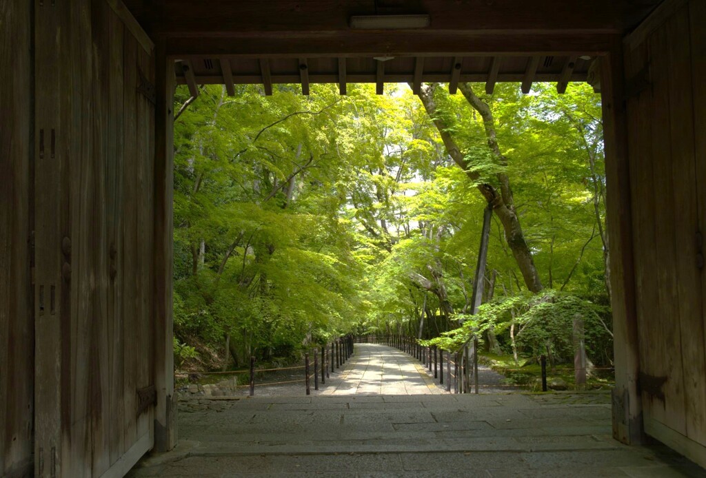 翠に染まる参道