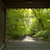 翠に染まる参道
