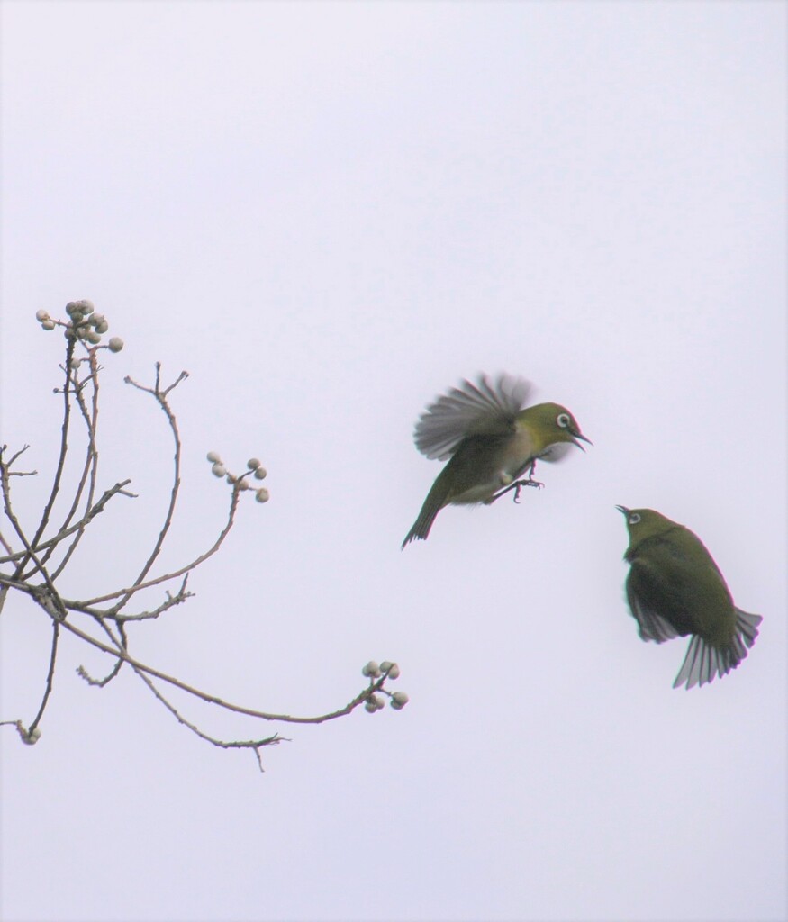 どうしたどうした！