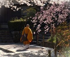 山吹色の衣