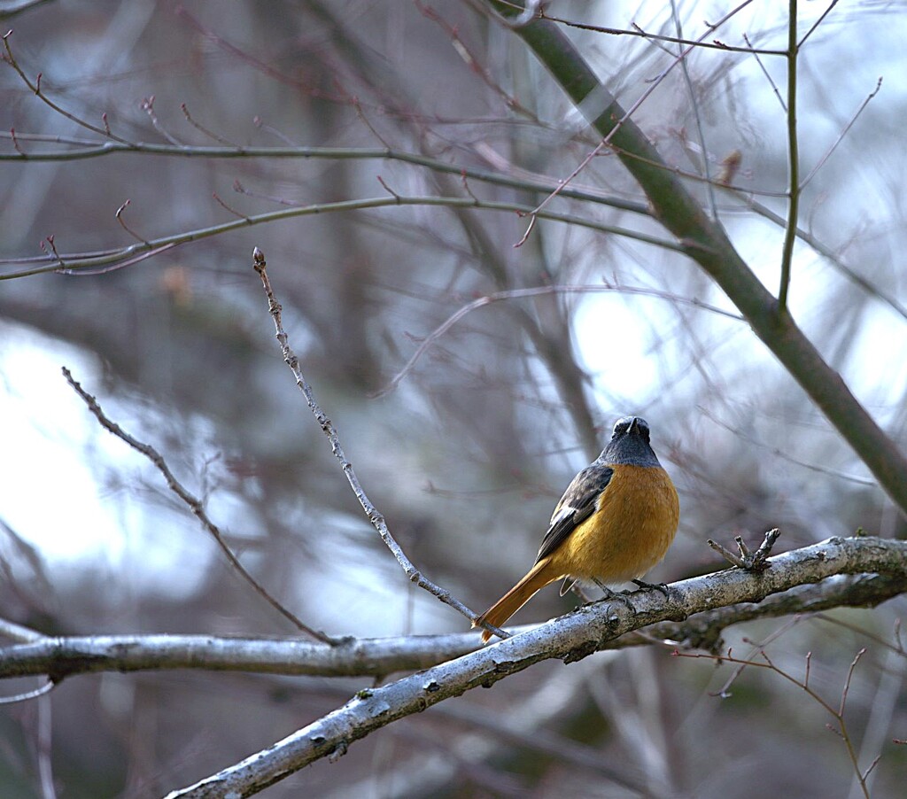 ツグミンの様に・・・