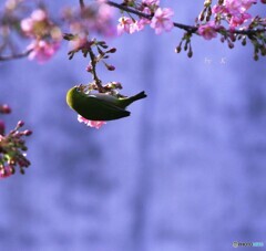 かわず桜とメジロン