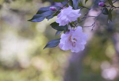 サザンカ咲いた