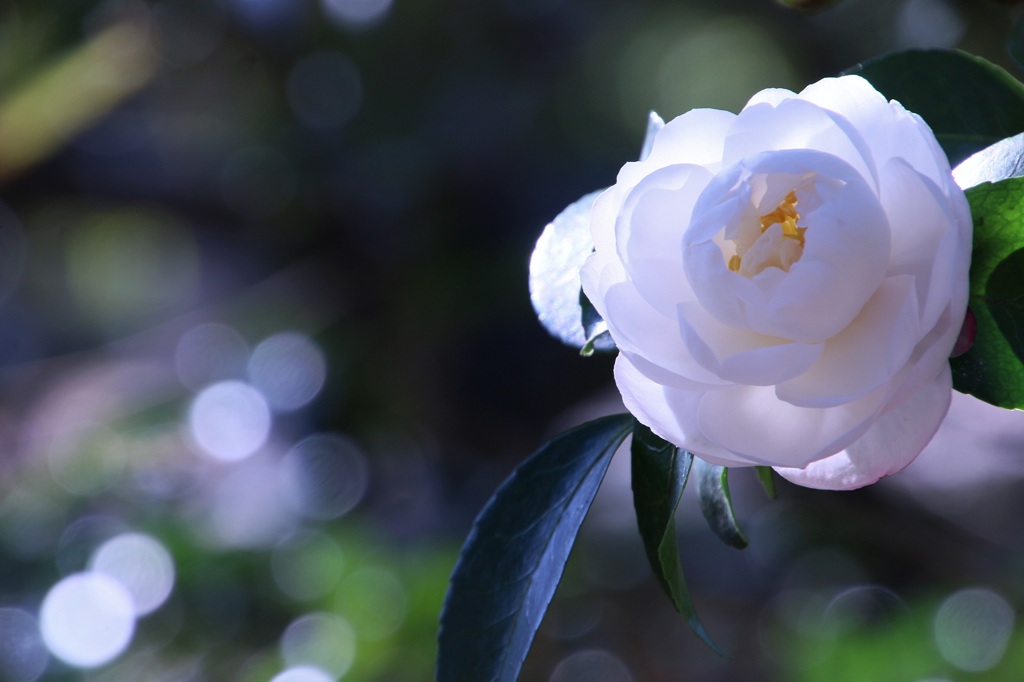 花言葉は愛嬌