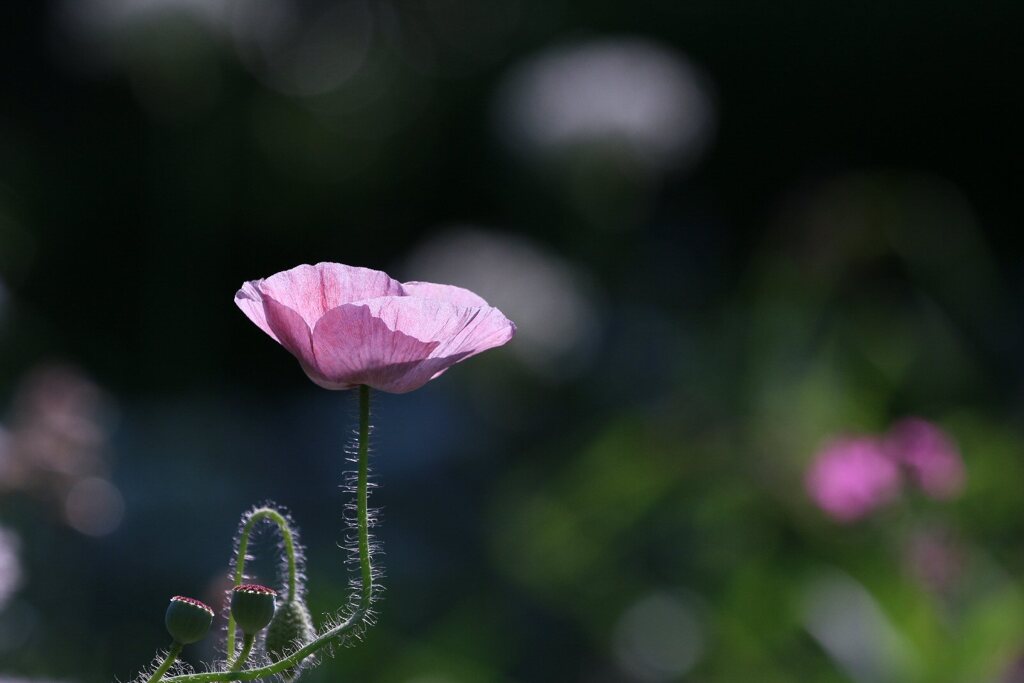 いたわり