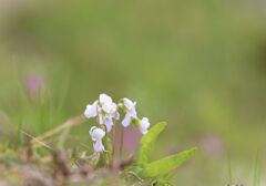 野に咲く