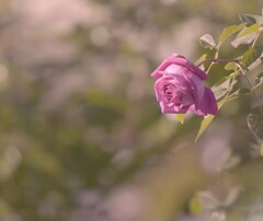 秋バラは優しい