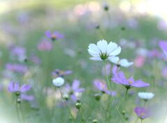 明日も咲こうね