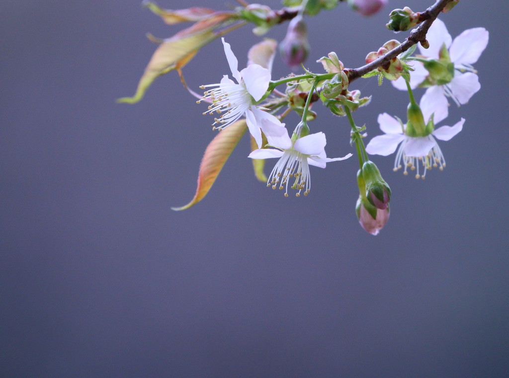 ヒマラヤ桜