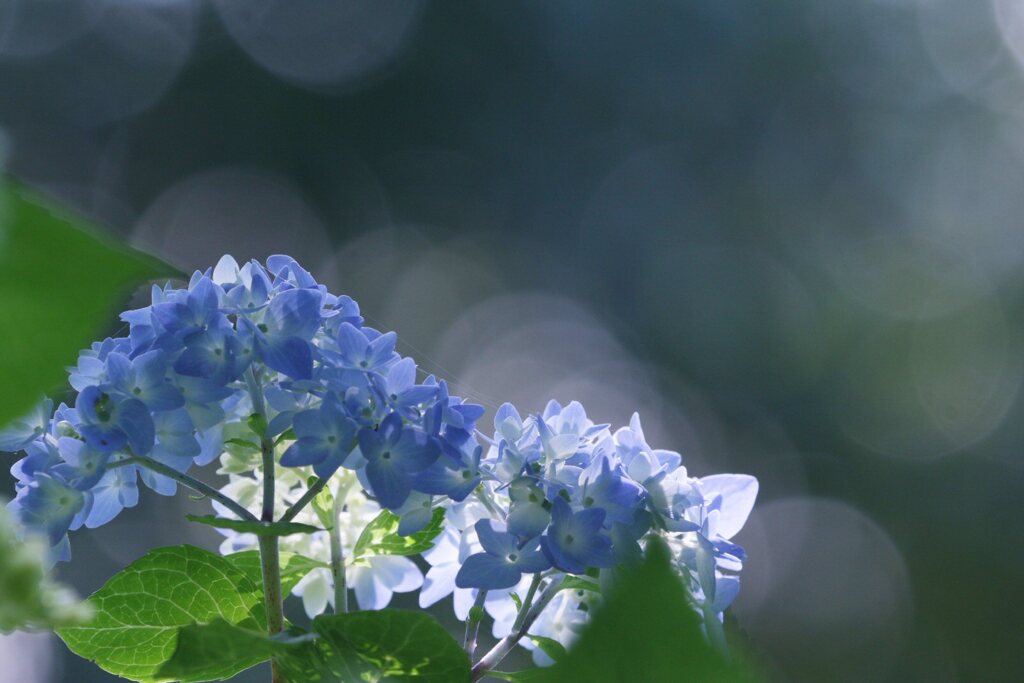 木陰に咲く