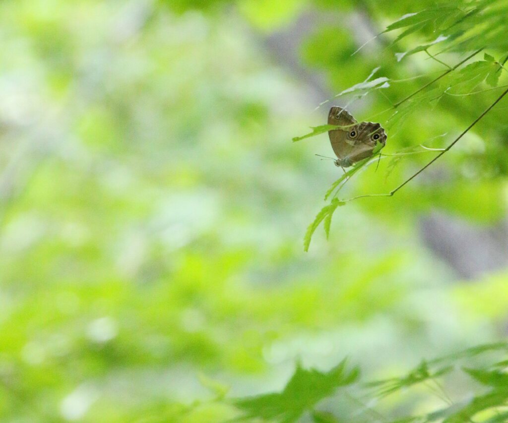 木漏れ日と風の中・・・