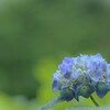 雨の日に咲く