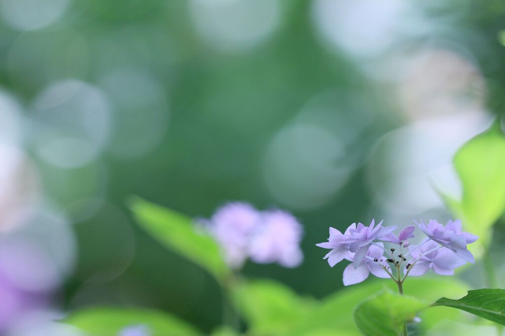 ちょっぴり冷た気な紫陽花