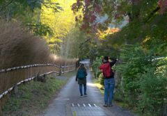 竹垣のある坂道