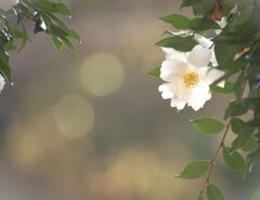 初冬の陽に咲く