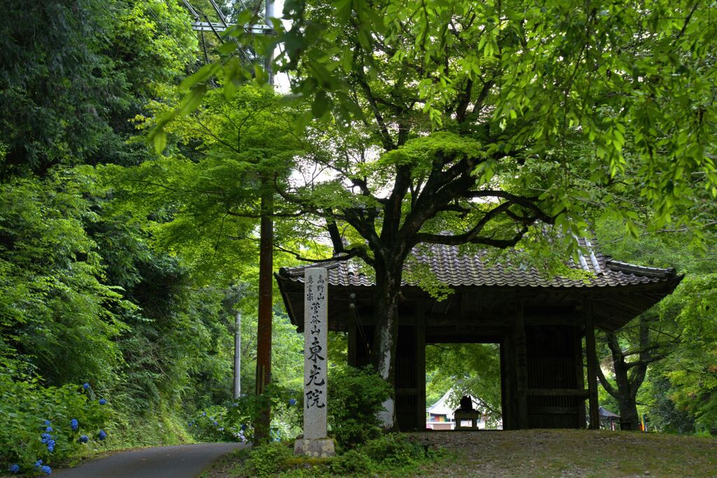 緑の山門