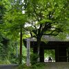 緑の山門
