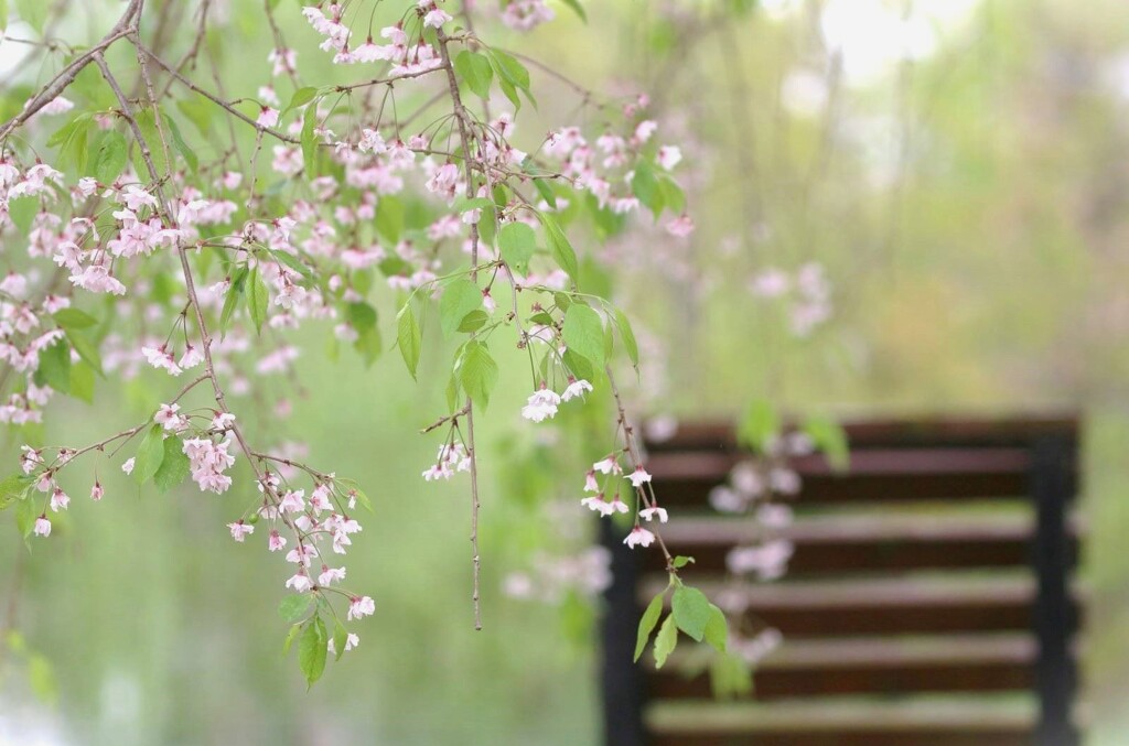 桜のベンチ　