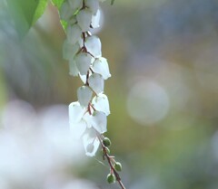 馬酔木ひと房