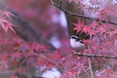 もみじ狩りですか？