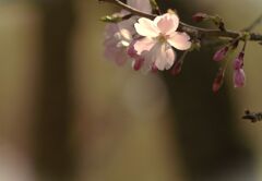 思い川