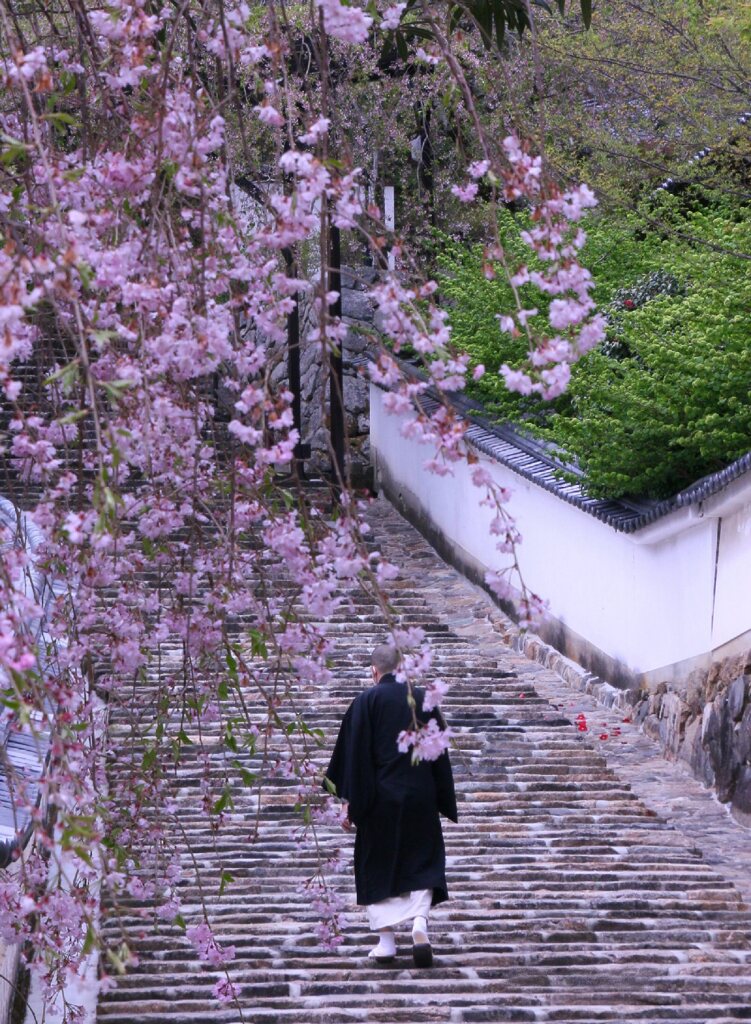 桜の石段