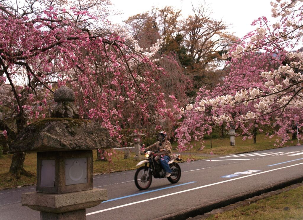 桜坂を駆ける