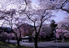 午後の桜坂