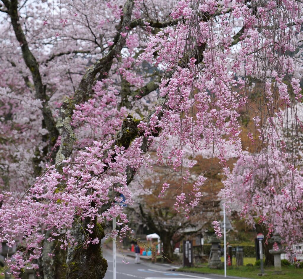 ひと時の桜