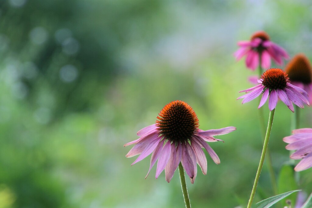 夏の花壇