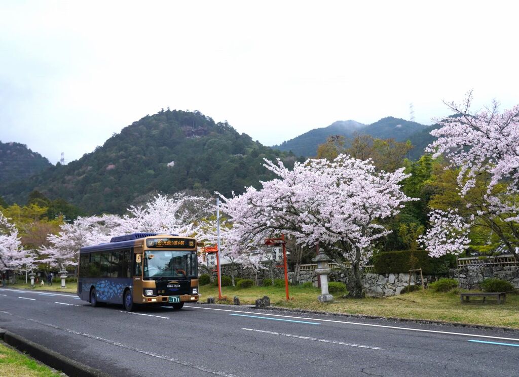 桜坂をバスは行く