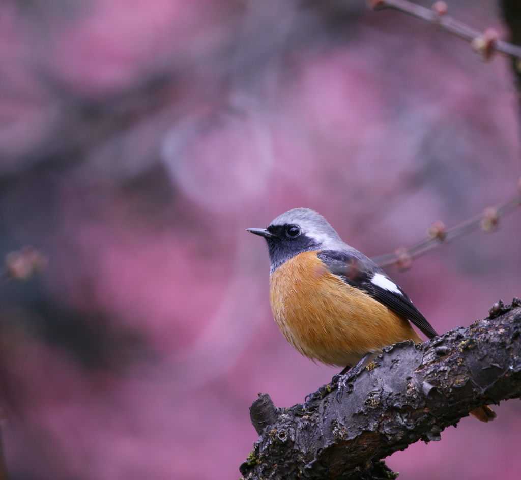 梅見のｼﾞｮウビタキ