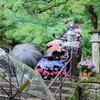 あじさい階段