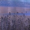 風吹く沼