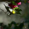 山茶花大好き