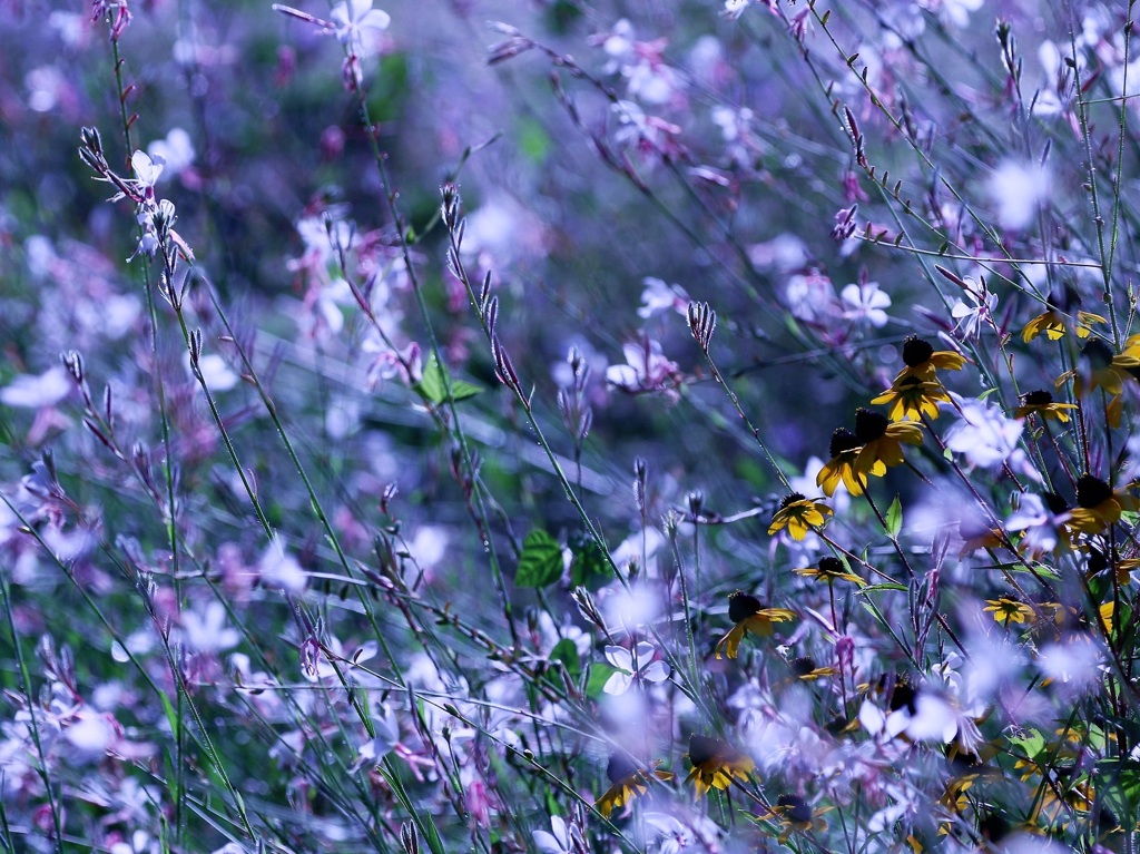 晩夏も華やか＾＾