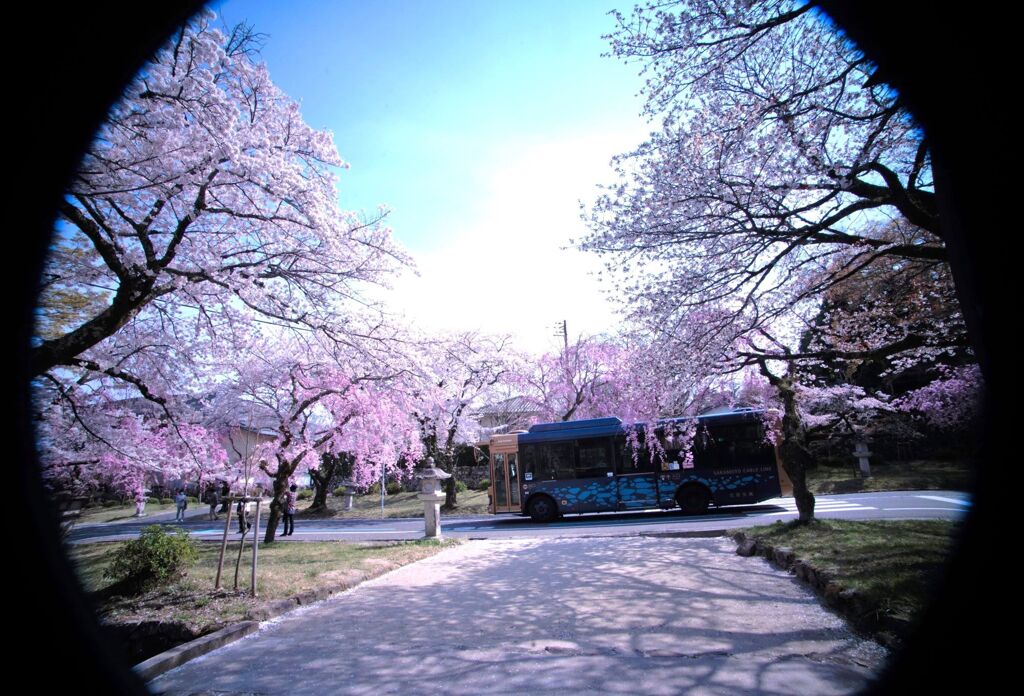 桜坂をバスは行く