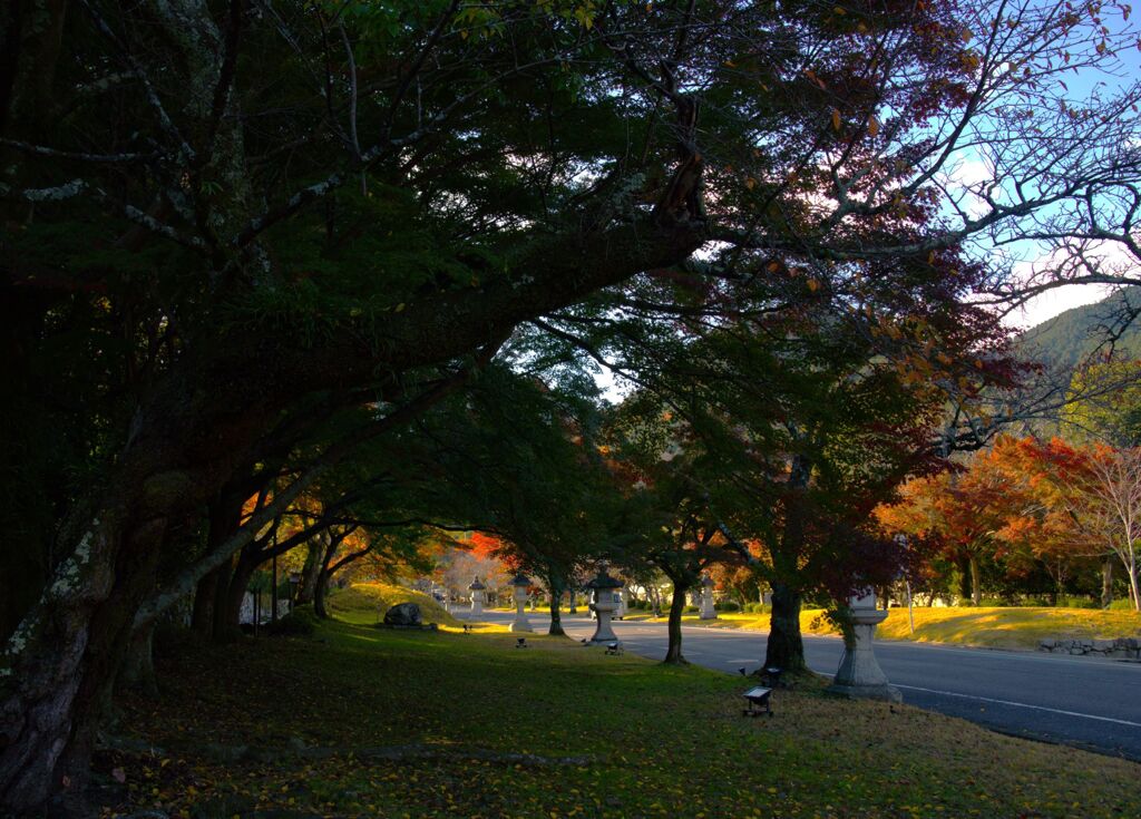 西陽の紅葉坂
