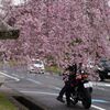 枝垂桜とライダー