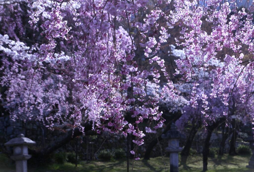 枝垂れ桜