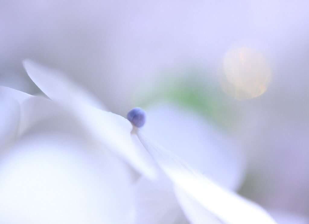 冬の紫陽花
