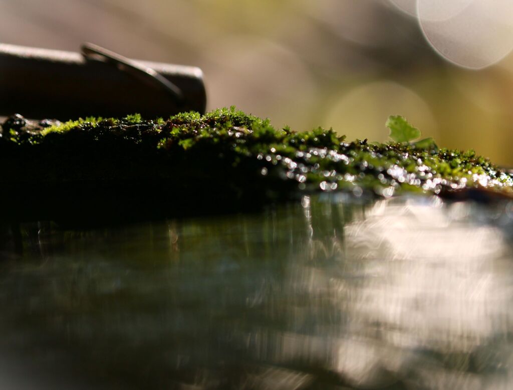 秋の手水