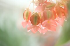 幸福な日々