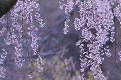 枝垂れ桜