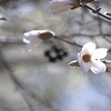 愛らしさ