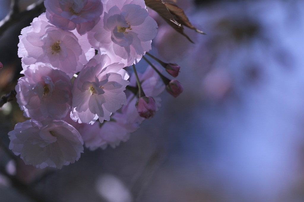 八重桜