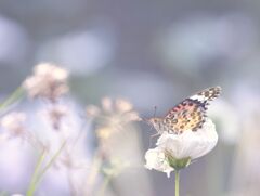 花びらフィルターの向こう