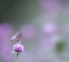 ウラナミさんピンクが似合うね