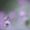 ウラナミさんピンクが似合うね